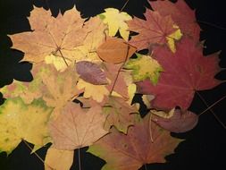 autumn leaves on a black background