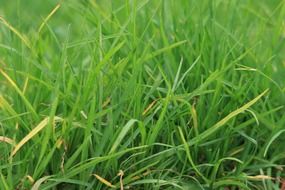 lawns grasses greenery plants long