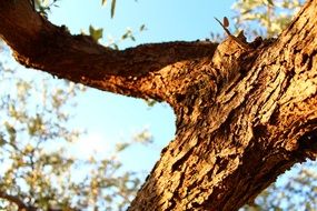 wood trees nature decoration