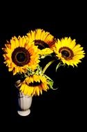 sunflower bouquet on a black background