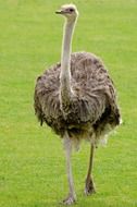 emu ostrich neck bird paw