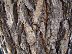 bark tree pine rough nature