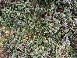 plant background winter