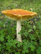 mushrooms toadstool fungus yellow