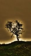 tree sun nature background light