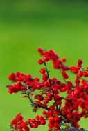 berries berry bunch green