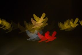 bokeh blur blurry birds colourful