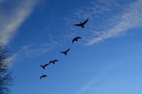 geese flock flight sky blue