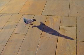 pigeon bird shade animal walking