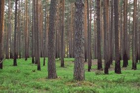 background grass green latvia pine