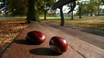 chestnuts bench two seasons