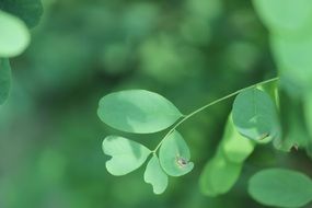 leaves green plant background