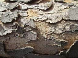 natural texture of the tree bark