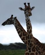 giraffe pair animals mammals