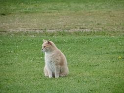 cat feline tabby green grass