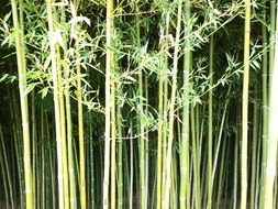 bamboo wall green nature plant