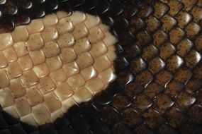 scale reptile skin pattern brown