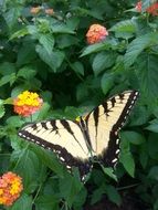 butterfly spring flowers summer