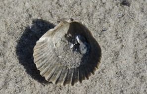 seashell sand beach ocean shell