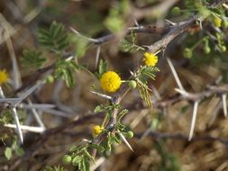 thorns with yellow flowers