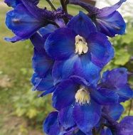 delphinium flowers blue buttercup