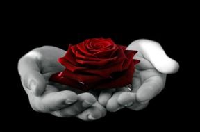 bud of red rose on a human hands
