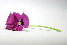 flower close up