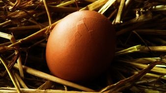 egg straw background nature