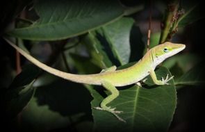 lizard reptile detail texture leaf
