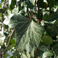 ivy garden plant nature leaf