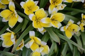 lily spring nature flowers tulips