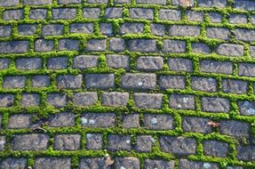 old pavement footpath moss stone