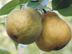 pears fruit fresh food healthy