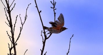 bird flight animal branch macro