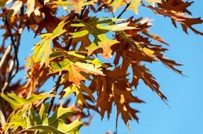 oak leaves autumn fall nature