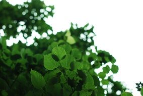 green leaves nature leaf