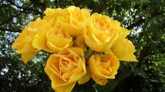 roses bouquet yellow