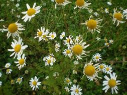 daisy flowers daisies white petals