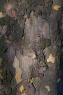 tree bark tribe nature