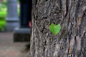 green leaf tree new growth tiny