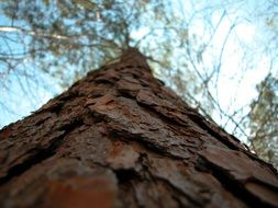 tree trunk texture macro view sky