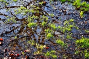 grass pool nature water rain
