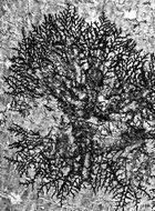 lichen tree bark pattern black