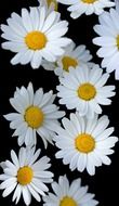 flowers flower daisy daisies white