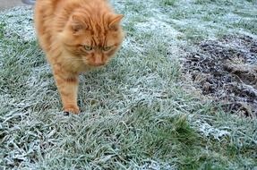 red cat on the winter grass