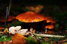 mushroom grass food nature