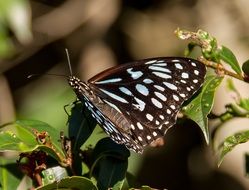 tiger blue butterfly black