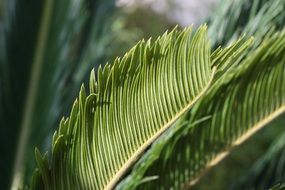 green palm sheet palms background