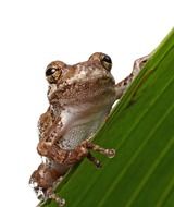 frog macro close up portrait
