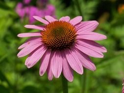 echinacea pink flower petals